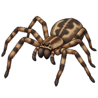 Avondale spider
