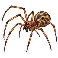 Long-legged House Spider
