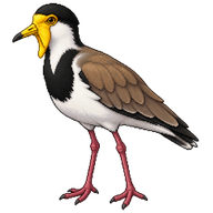 Masked Lapwing
