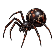 Black Cobweb Spider