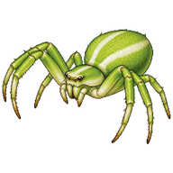 Green Crab Spider