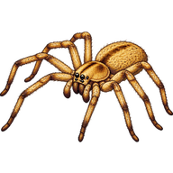 Golden Huntsman Spider