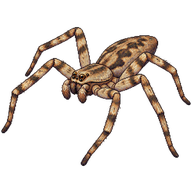 Small Wall Spider