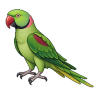 Alexandrine Parakeet