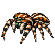 Pantropical Jumper