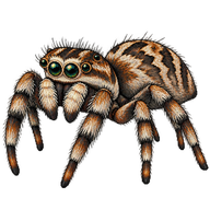 Giant Bark Jumping Spider