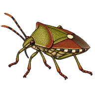 Schellenberg's soldier bug