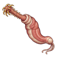 Acanthocephalan Parasite
