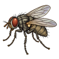 Latrine Fly