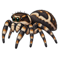 Arcuate-Jumping Spider