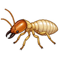 Australian Subterranean Termite
