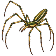 Longjawed Orb Weavers