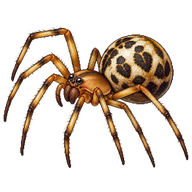 Latticed Sheet-web Weaver