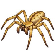 Golden Huntsman Spider