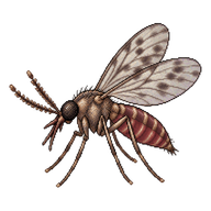 Biting Midge