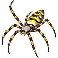 Saint Andrew's Cross Spider