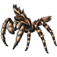 Fringed Jumping Spider