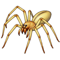 Long-legged Sac Spider
