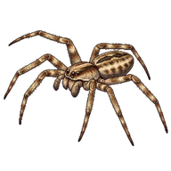 Turf Running Spider