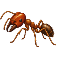 Bigheaded ant