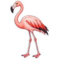 Chilean Flamingo