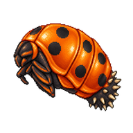 Seven-spot Ladybird Pupa