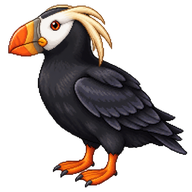 Tufted Puffin