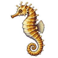 Short-snouted Seahorse