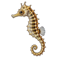 Lined Seahorse Fry