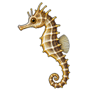 Lined Seahorse Juvenile