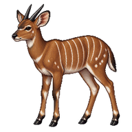 Nyala Calf