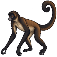 Black-handed Spider Monkey