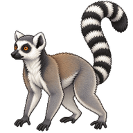 Ring-tailed Lemur