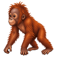 Bornean Orangutan Infant