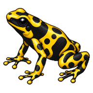 Yellow-banded Poison Frog