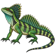 Amboina Sailfin Lizard