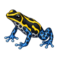 Amazon Dart Frog