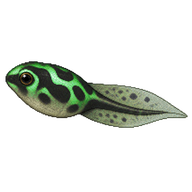 Green and Black Poison Dart Frog Tadpole