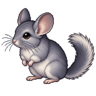 Long-tailed Chinchilla Kit