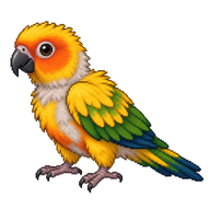 Sun Parakeet Fledgling