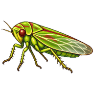 Sharpshooter Leafhopper