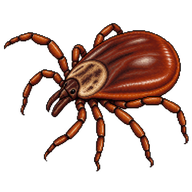 Bush tick