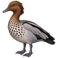 Maned Duck