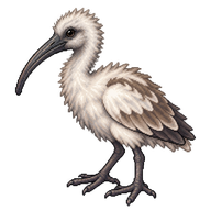Australian White Ibis Chick