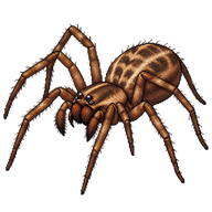 Hobo Spider