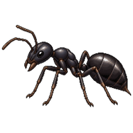 Black House Ant
