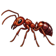 Southern Meat Ant