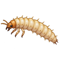 Sawtoothed Grain Beetle Larva