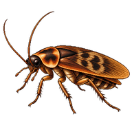 Wood Cockroach