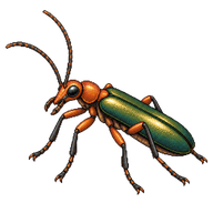 False Blister Beetle